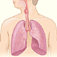 The Respiratory System